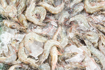 Raw fresh shrimps on the ice.