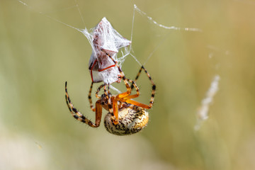 Aculepeira ceropegia. Araña de hoja de roble, Araña orbitela acuminada, cubriendo de telaraña una presa.