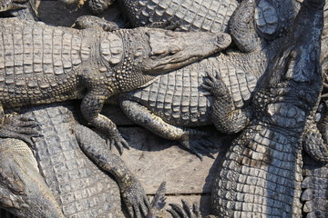 Fototapeta premium Krokodilfarm auf dem Tonle Sap