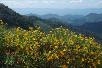 Fototapeta premium Tree marigold, Mexican tournesol, Mexican sunflower