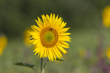 Sonnenblumen
