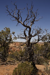 Fototapeta na wymiar Árbol quemado en Arizona, Estados Unidos.