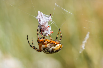 Aculepeira ceropegia. Araña de hoja de roble, Araña orbitela acuminada, cubriendo de telaraña una presa.