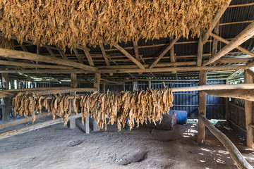 Kuba; Tabakblätter trocknen in einer Scheune.