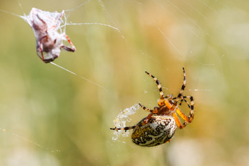 Aculepeira ceropegia. Araña de hoja de roble, Araña orbitela acuminada, con una presa.