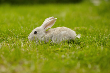 grey rabbit in summer park