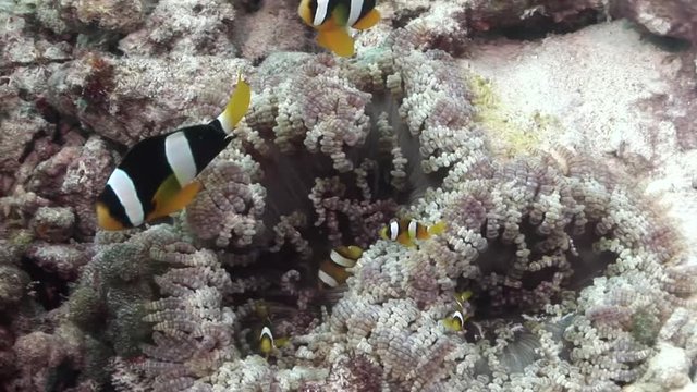 Nemo famile in anemonemaldives scuba diving