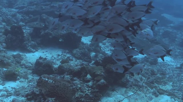 In a large school of fish swimming underwater scuba diving maldives