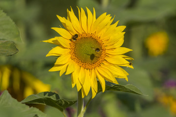 Sonnenblumen