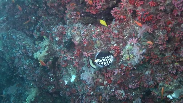 beautifully colored soft corals and trigger fish steep wall   scuba diving maldives