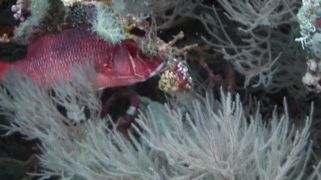 beautifully colored soft corals and trigger fish steep wall   scuba diving maldives