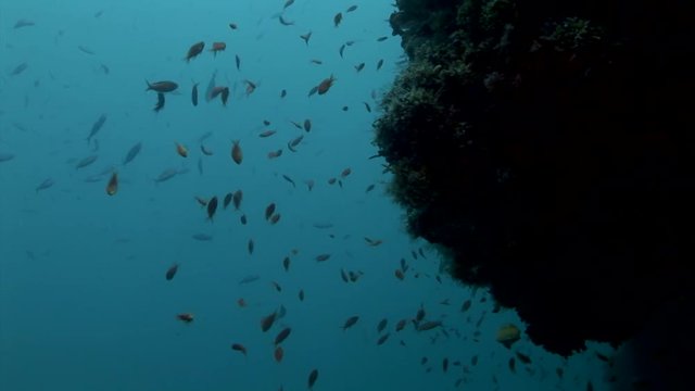 beautifully colored soft corals steep wall   scuba diving maldives