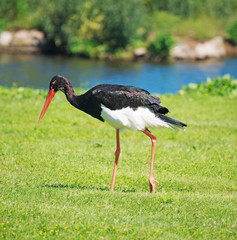 Black stork walking in national park. Ciconia nigra.