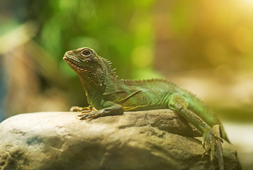 Portrait of Chinese water dragon. Physignathus cocincinus.