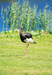 Black stork walking in national park. Ciconia nigra.