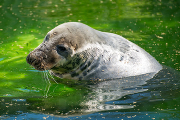 Naklejka premium Fur Seal swimming in national park.