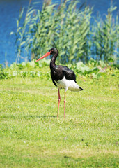 Black stork walking in national park. Ciconia nigra.