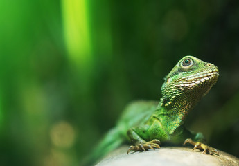 Portrait of Chinese water dragon. Physignathus cocincinus.