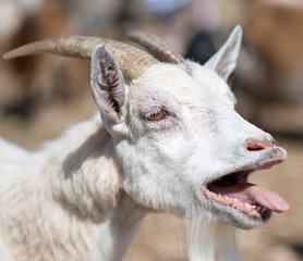 Close-up view of bleating goat. © M-Production