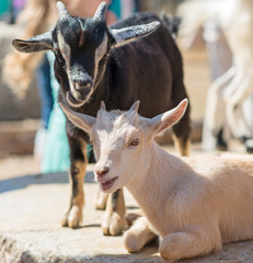 Fototapeta premium Two cute goats in children's zoo.
