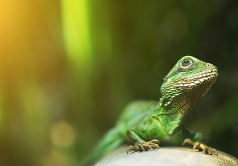 Portrait of Chinese water dragon. Physignathus cocincinus.