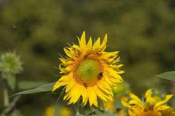 Sonnenblumen