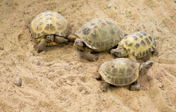 Turtles meeting on the sand beach.