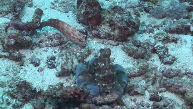 fish and octopus fight to eat colored coral scuba diving Maldives