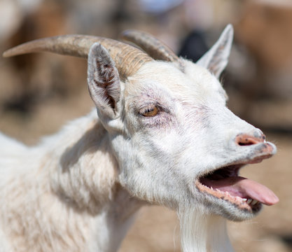 Close-up view of bleating goat.