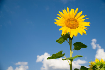 Sunflower grows in a field in Sunny weather.