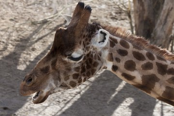 Giraffe (Giraffa camelopardalis)