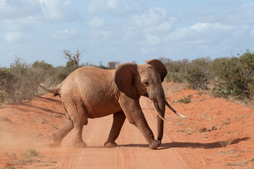Fototapeta na wymiar Elephant crossing the road.