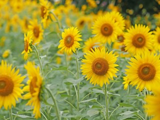 Obraz premium ひまわり畑