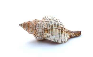 Seashell on a white background, close up