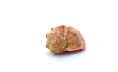 Seashell on a white background, close up