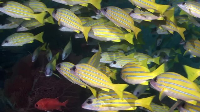 large school of fish Common Blue Stripe Snapper Maldives macro shots