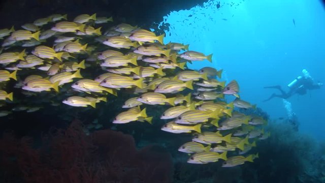 large school of fish Common Blue Stripe Snapper Maldives with diver in the background and red coral