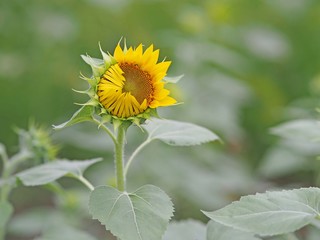 開きかけのひまわり