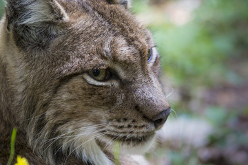 lynx portrait
