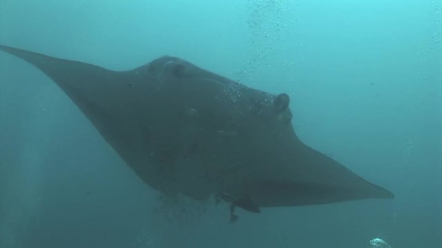 manta ray swims on divers scuba diving maldives