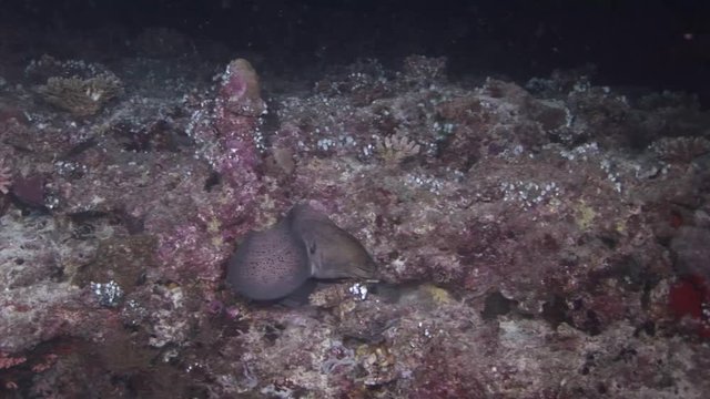 nightdives ari atoll chasing  moray scuba diving maldives