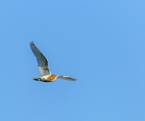 Yellow heron in flight