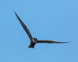 Common tern in flight