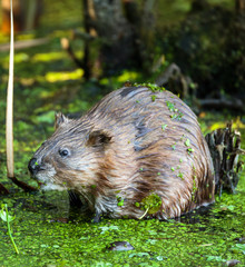 Beaver in the swamp