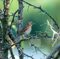 Mistle thrush