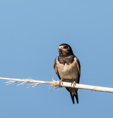 Swallow bird perched