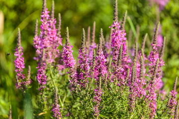 Purple flowers in a garden