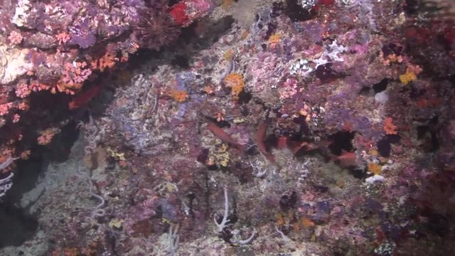 nightdives ari atoll hunting tuna maldives scuba diving