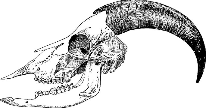 Vintage clipart goat skull