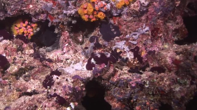 nightdives ari atoll hunting tuna maldives scuba diving